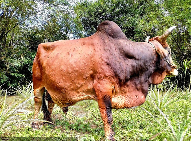 Nguy cơ lây lan dịch bệnh viêm da nổi cục trên gia súc